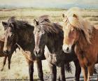 Τρία ισλανδικά άλογα